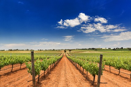 Castilla-La Mancha impulsa la promoción del vino en India