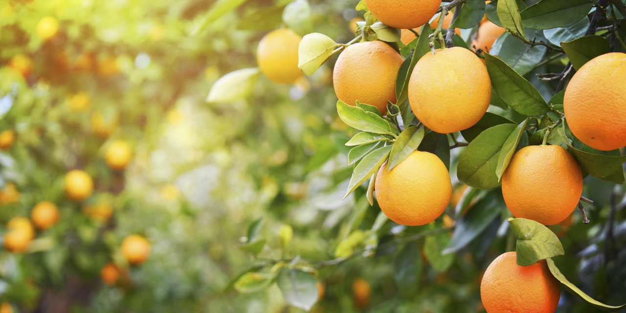 Concluye con éxito el envío experimental de naranjas españolas a India